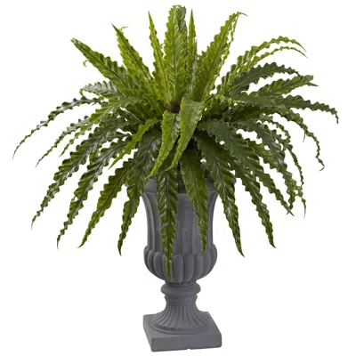 Homplanti 30" Birdsnest Fern With Urn