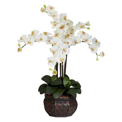 Homplanti 31" Phalaenopsis W/decorative Vase Arrangement Cream