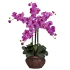 Homplanti 31" Phalaenopsis W/decorative Vase Arrangement Orchid