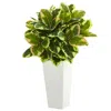 Homplanti 32" Variegated Rubber Plant In White Tower Planter