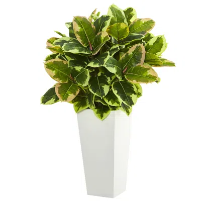 Homplanti 32" Variegated Rubber Plant In White Tower Planter