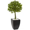 Homplanti 3.5' Bay Leaf Top W/black Planter Uv Rest (indoor/outdoor)