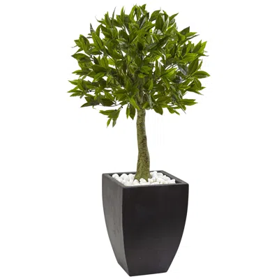 Homplanti 3.5' Bay Leaf Top W/black Planter Uv Rest (indoor/outdoor)