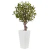 Homplanti 3.5' Olive Tree In White Tower Planter