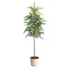 Homplanti 3.5' Winniepeg Artificial Pine Tree In Decorative Planter