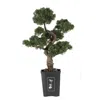 Homplanti 36" Bonsai Cedar Tree
