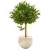 Homplanti 38" Olive Artificial Tree In Planter Uv (indoor/outdoor)