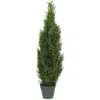 Homplanti 4' Cedar Tree W/1000 Lvs