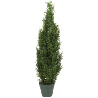 Homplanti 4' Cedar Tree W/1000 Lvs