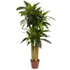 Homplanti 4' Corn Stalk Dracaena