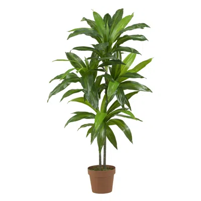 Homplanti 4' Dracaena (real Touch)