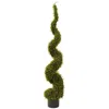Homplanti 4' Mohlenbechia Spiral Tree