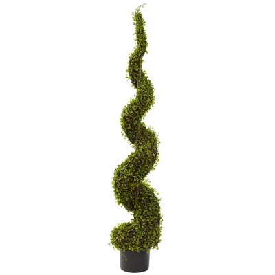 Homplanti 4' Mohlenbechia Spiral Tree