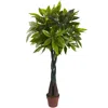 Homplanti 4' Money Plant (real Touch)