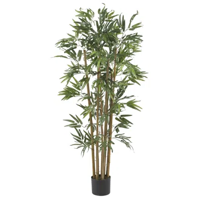 Homplanti 4' Multi Bambusa Bamboo Tree W/700 Lvs