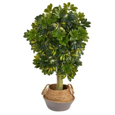 Homplanti 4' Schefflera Tree In Jute Gray Planter (real Touch)