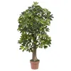 Homplanti 4' Schefflera Tree (real Touch)