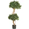 Homplanti 4' Sweet Bay Double Ball Topiary Tree W/1036 Lvs