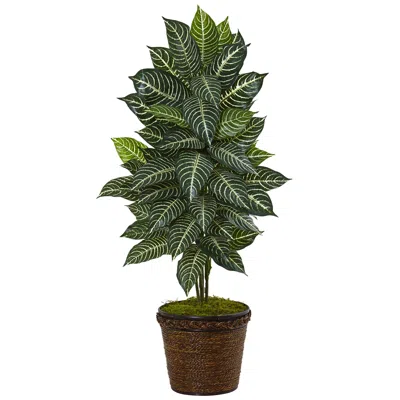 Homplanti 4' Zebra Plant In Coiled Rope Planter