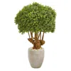 Homplanti 41" Boxwood Topiary Tree In Planter (indoor/outdoor)