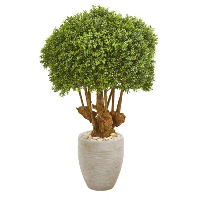 Homplanti 41" Boxwood Topiary Tree In Planter (indoor/outdoor)