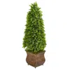 Homplanti 41" Eucalyptus Cone Topiary Tree In Planter (indoor/outdoor)