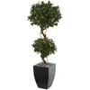 Homplanti 4.5' Sweet Bay Double Topiary Tree In Black Wash Planter