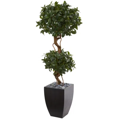 Homplanti 4.5' Sweet Bay Double Topiary Tree In Black Wash Planter
