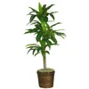 Homplanti 48" Dracaena W/basket Silk Plant (real Touch)