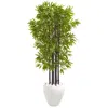 Homplanti 5' Bamboo Tree In White Planter Uv Resist (indoor/outdoor)