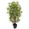 Homplanti 5' Bamboo Tree X 12 W/planter