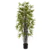 Homplanti 5' Black Bamboo Tree X 13 W/744 Lvs