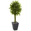 Homplanti 5' Braided Ficus Tree In Planter Uv Resist(indoor/outdoor)