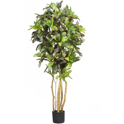 Homplanti 5' Croton Tree W/300 Lvs