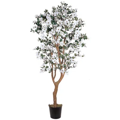 Homplanti 5' Dogwood Tree W/1140 Lvs & 285 Flrs
