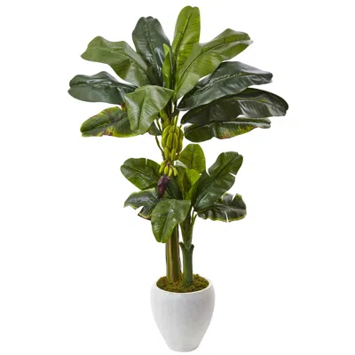 Homplanti 5' Double Stalk Banana Tree In White Planter