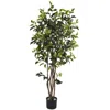 Homplanti 5' Ficus Bushy Tree W/780 Lvs