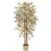Homplanti 5' Golden Bamboo Tree X 3 W/880 Lvs