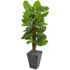 Homplanti 5' Large Leaf Philodendron Plant Slate Planter (real Touch)