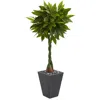Homplanti 5' Money Artificial Tree In Slate Planter (real Touch)