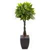 Homplanti 5' Money Tree In Black Square Planter