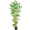 Homplanti 5' Multi Bambusa Bamboo Tree W/1200 Lvs