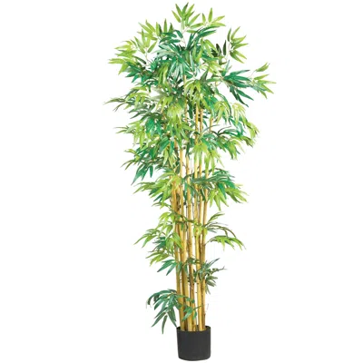 Homplanti 5' Multi Bambusa Bamboo Tree W/1200 Lvs