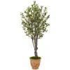Homplanti 5' Olive Tree In Terracotta Planter