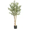 Homplanti 5' Olive Tree W/1380 Lvs