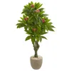Homplanti 5' Plumeria Tree In Decorative Planter Uv Resistant