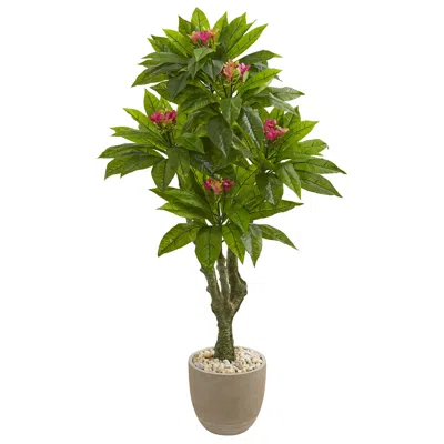 Homplanti 5' Plumeria Tree In Decorative Planter Uv Resistant