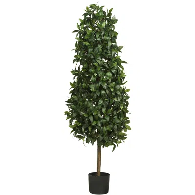 Homplanti 5' Sweet Bay Pyramid Tree W/1628 Lvs