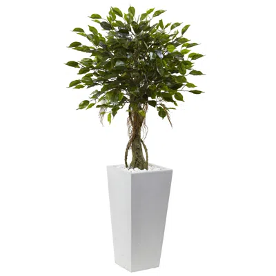 Homplanti 52" Ficus Tree With White Planter Uv Resist (indoor/outdoor)