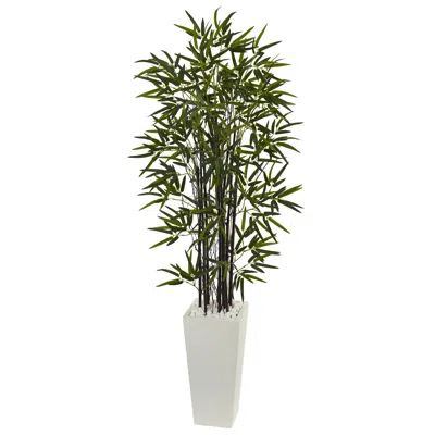 Homplanti 5.5' Black Bamboo Tree In White Tower Planter